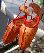 Nepenthes thorelii x ventricosa